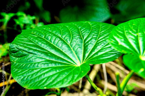 Kava leafs garden in Vanuatu