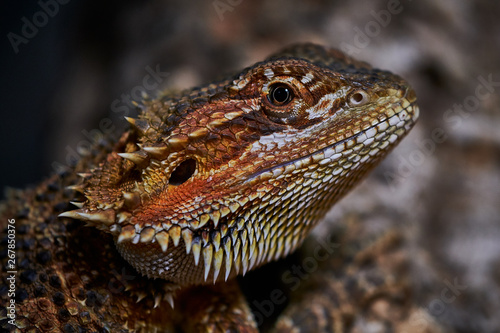 head of a female bearded dragon  color macro picture