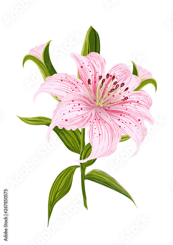  lily flower on white background. Vector set of blooming floral.  © Peerantorn