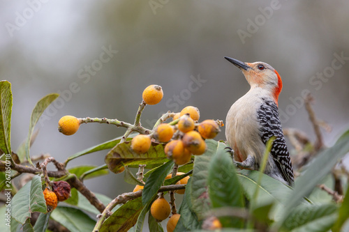 Red-bellied woodpecker on a loquat tree
