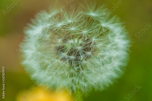 CloseUp of dandelion