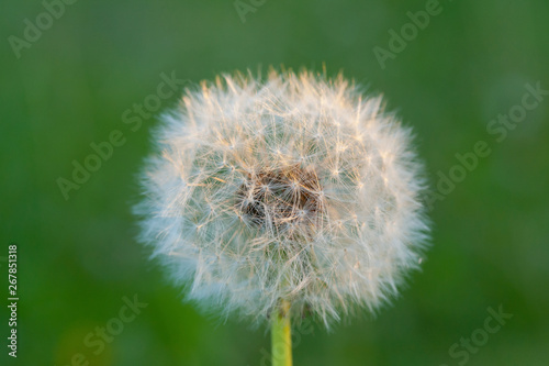 CloseUp of dandelion