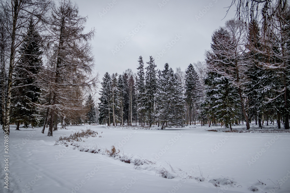 Obraz premium Winter landscape in cloudy weather. Winter Park.