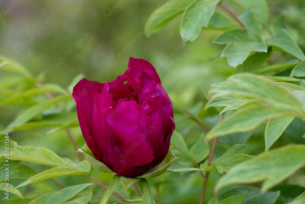 Paeonia suffruticosa Negricans Paeonia suffruticosa Negricans