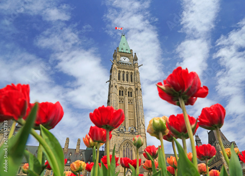 Canadian Parliament with red tulips on the foreground, Ottawa, Canada photo