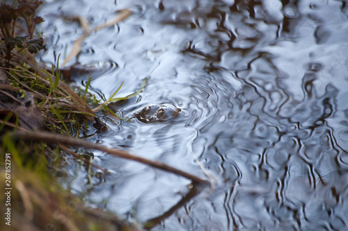 Bubbles on the water. Natural background. Stream of the river. Beautiful water removal. Fractal formations on the water. Lake in the spring. The stream of the stream washes away the sand. Natural shoo photo