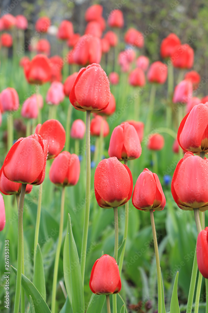 Fototapeta premium Spring blurred background with bokeh and tulips field, abstract first flowers on bokeh background at sunset, delicate colors of flowers in the sunshine