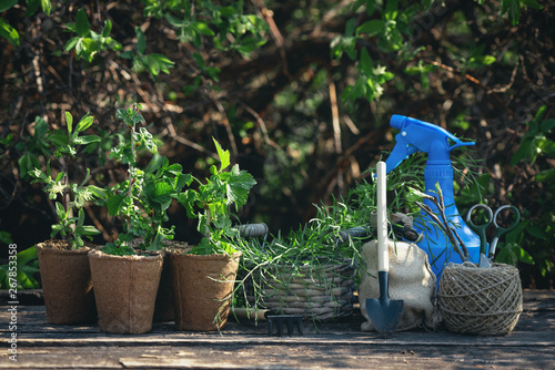 Raspberries, gooseberries, honeysuckle, currants trees in a pots, water sprayer, rake and shovel on a garden table. Gardening abstract background. Agriculture.