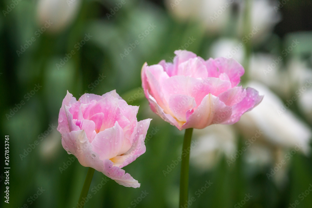 Tulips like Peonies Tulips like Peonies