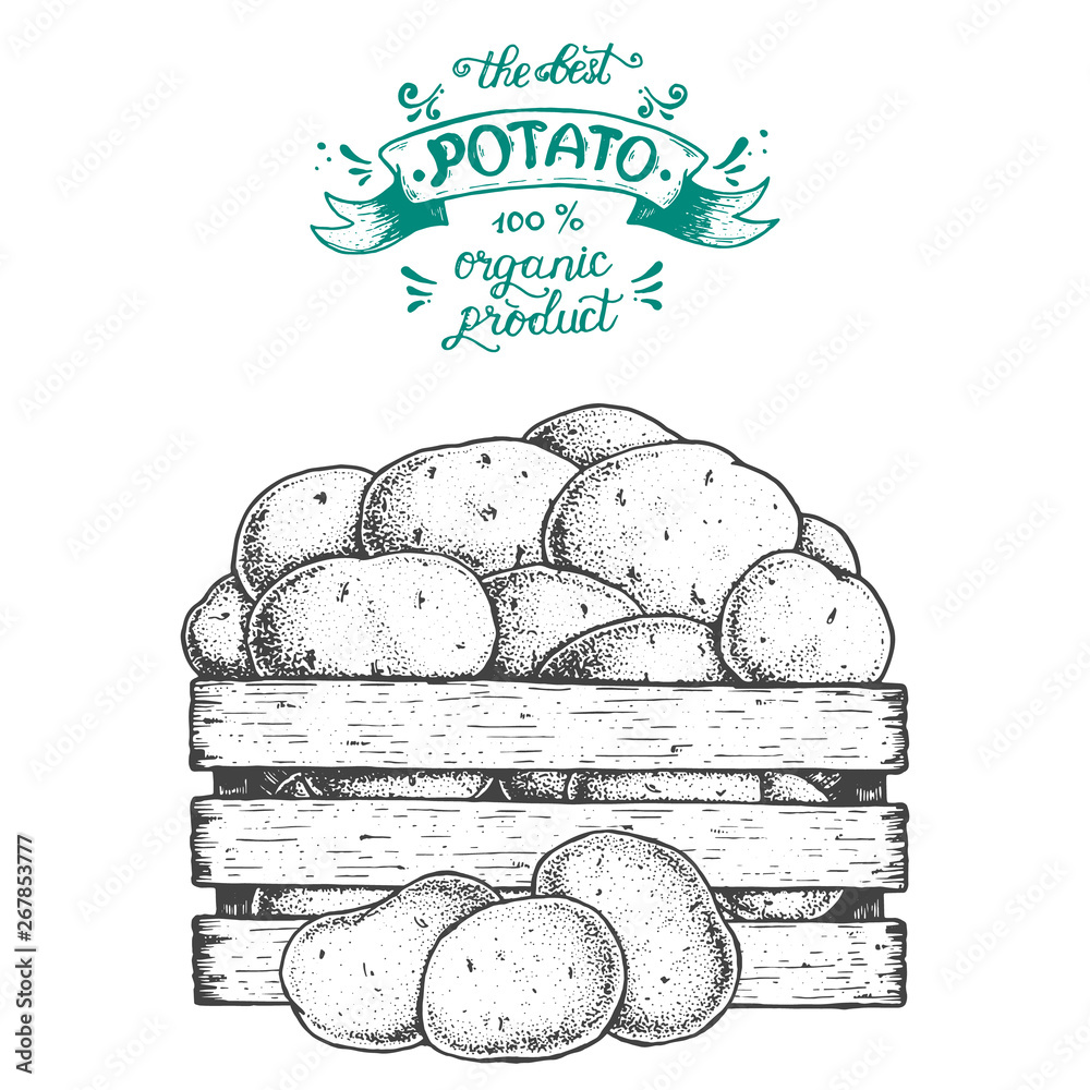 Potato vector illustration. basket of potatoes hand drawn. Engraved style.  Stock Vector | Adobe Stock