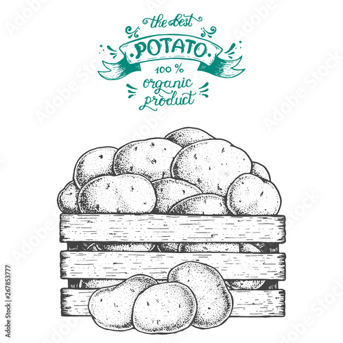 Potato vector illustration. basket of potatoes hand drawn. Engraved style.