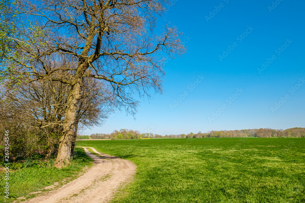 Fototapeta premium Walking trail in a beautiful Dutch farm landscape that leads along green fields and small forests. It's located near the small village called Vasse in the Eastern Netherlands near the German border