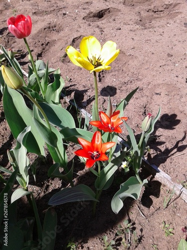 flowers in the garden