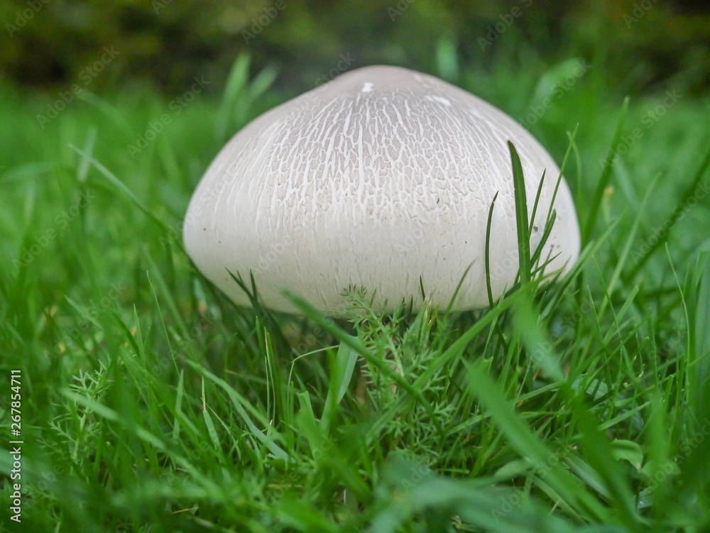 Closeup shot of field mushroom growing in the grass. Closeup shot of field mushroom growing in the grass.