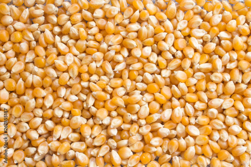 Background of dry corn grains. Popcorn maize background Background of dry corn grains. Popcorn maize background