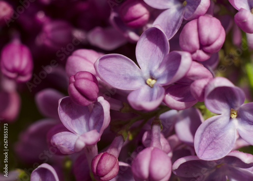 Close up picture of bright violet lilac flowers. Abstract romantic floral background. © Hanna Aibetova
