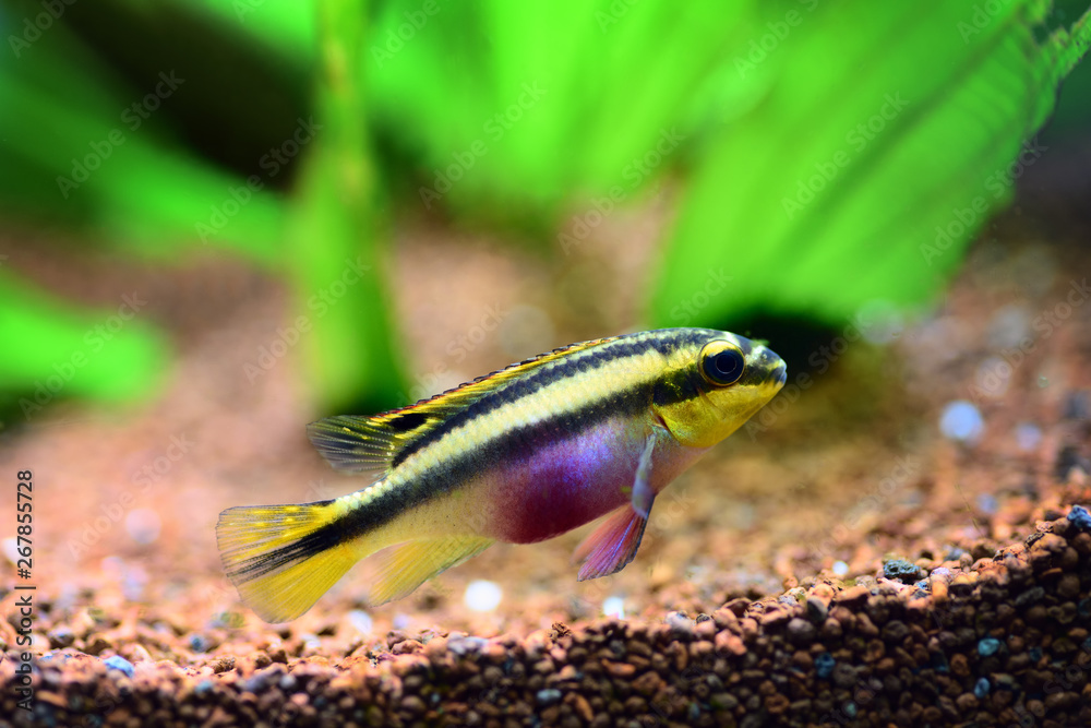 Kribensis (Pelvicachromis pulcher) freshwater cichlid fish in home aquarium Kribensis (Pelvicachromis pulcher) freshwater cichlid fish in home aquarium