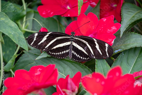 Black Longwing butterfly resting on a plant photo