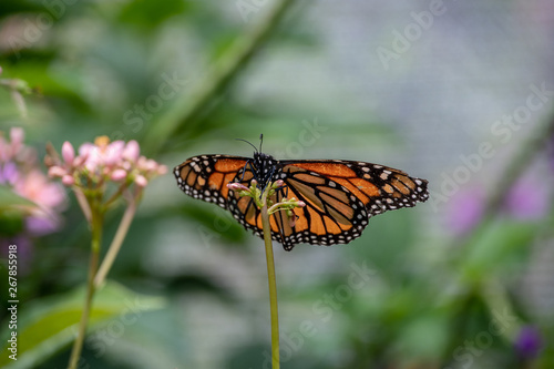 Monarch butterfly resting on a plant
