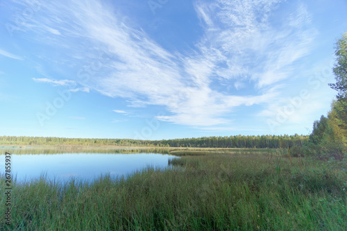 Forest lake among the trees. Around the coast overgrown with trees. In the foreground overgrown sedge grass. © vladimirmpetrov