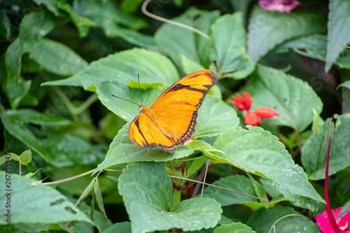 Julia butterfly resting on a plant
