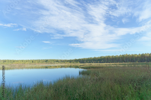 Forest lake among the trees. Around the coast overgrown with trees. In the foreground overgrown sedge grass. © vladimirmpetrov