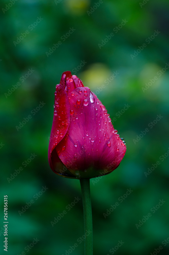 Bright red tulip flower under dew drops in the rainy garden. Floral background.