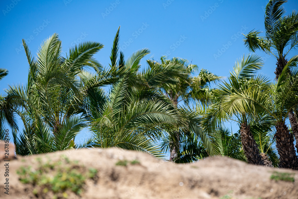 palm trees