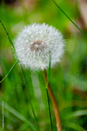 A close up of a dandelion seed head show the white seed detail. The mature seeds are attached to white  fluffy  parachutes  which easily detach from the seed head and are dispersed by the wind.