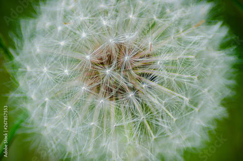 A close up of a dandelion seed head show the white seed detail. The mature seeds are attached to white  fluffy  parachutes  which easily detach from the seed head and are dispersed by the wind.