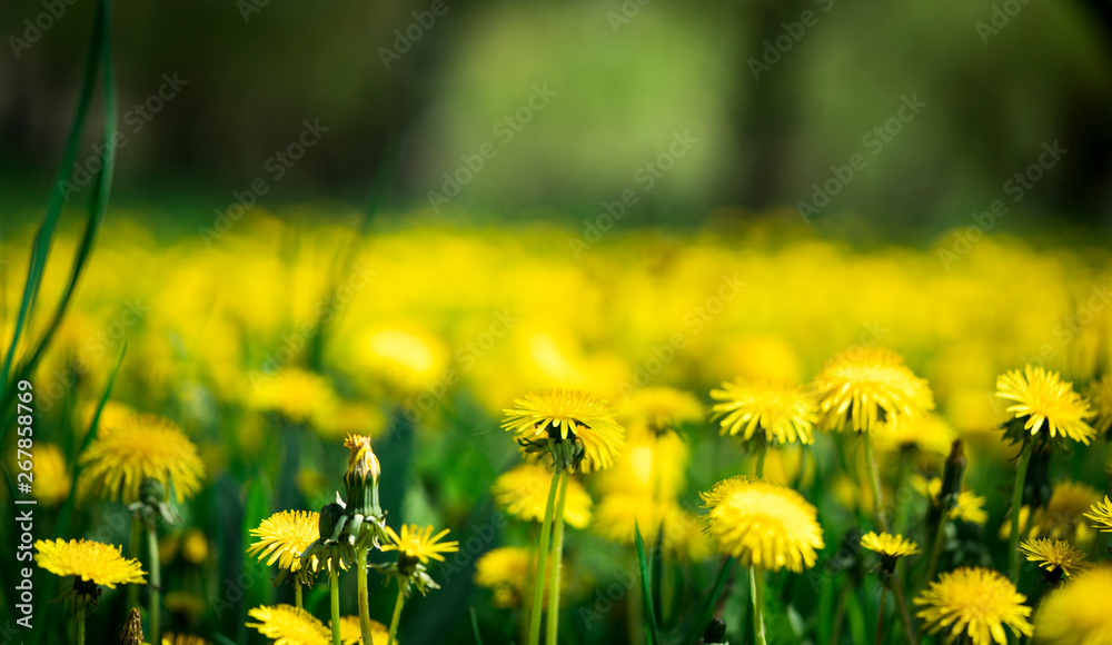 Fototapeta premium Natural meadow in spring