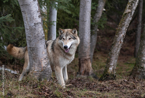 Grey wolf in birch trees