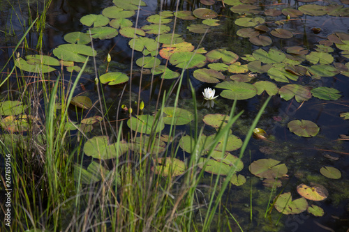 Fotografia One single white waterlily growing wild in natural dark water with lily pads and