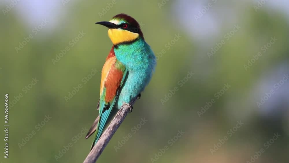 bird of paradise with beautiful colorful feathers sitting on a branch bird of paradise with beautiful colorful feathers sitting on a branch