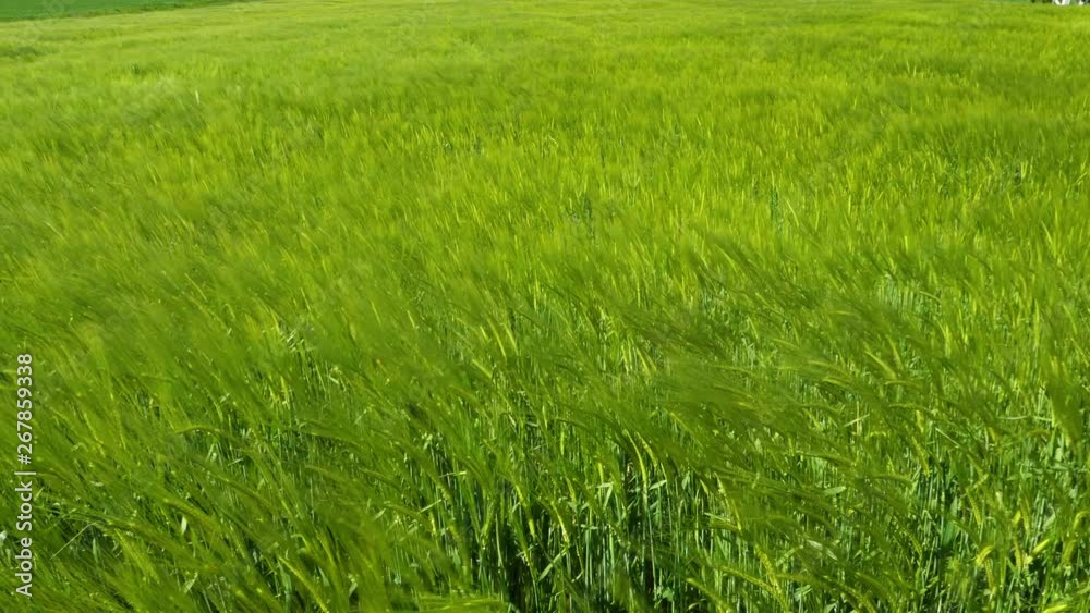Wheat field on a breezy day in spring Wheat field on a breezy day in spring