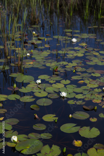 Portrait of American white waterlilies blooming natural and wild in dark black reflective water with reeds and lily pads