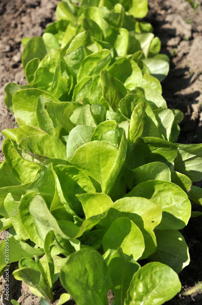 In the open ground grows lettuce (Lactuca sativa) In the open ground grows lettuce (Lactuca sativa)