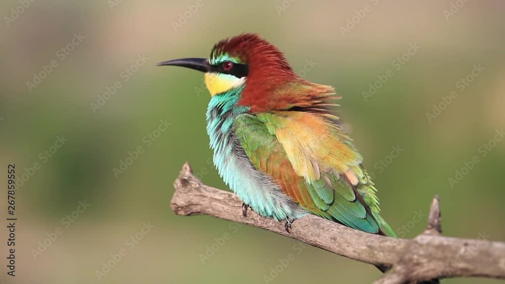 bird with beautiful colorful feathers sitting on a branch bird with beautiful colorful feathers sitting on a branch