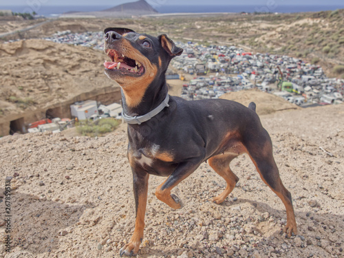 pinscher miniature