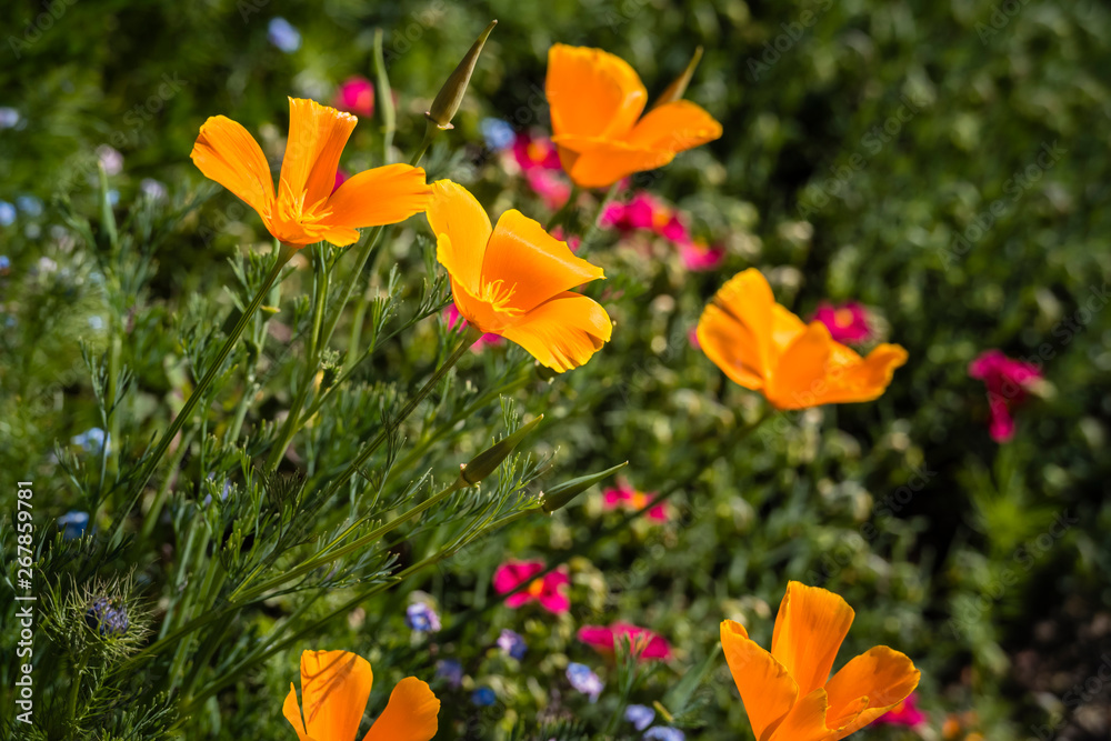 Golden yellow/orange California poppies (Eschscholzia californica 