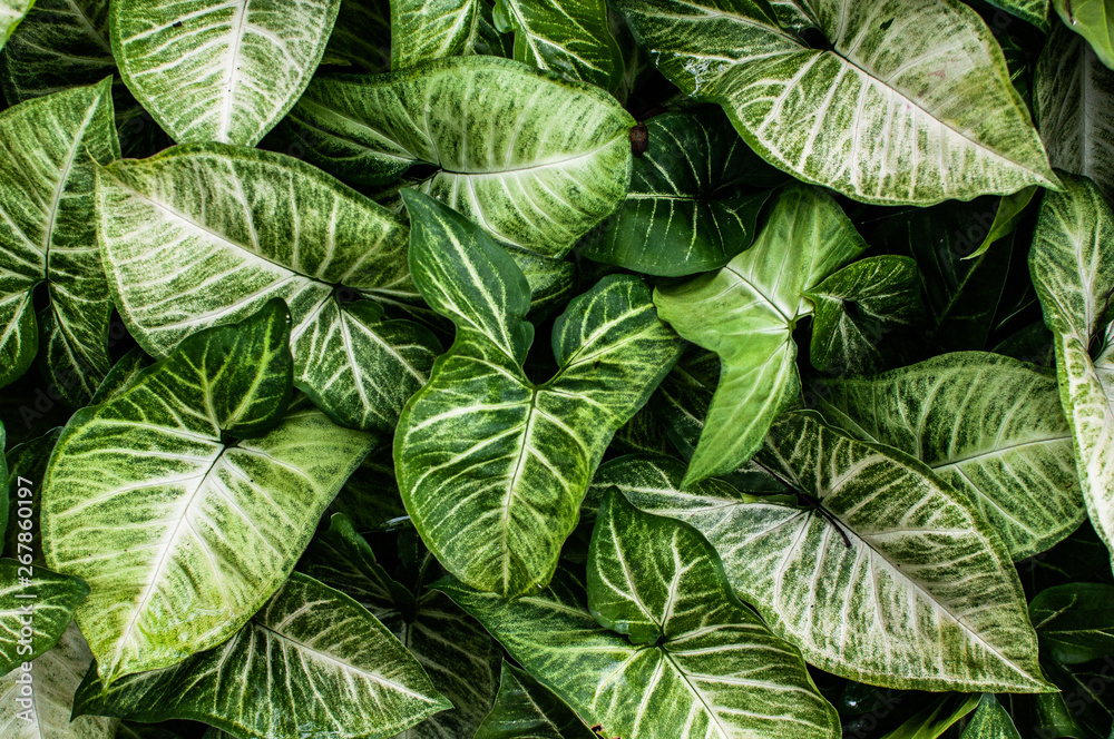 Greenn and white leaves Greenn and white leaves