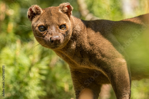 Madagascar Fossa cat walks through the forest photo