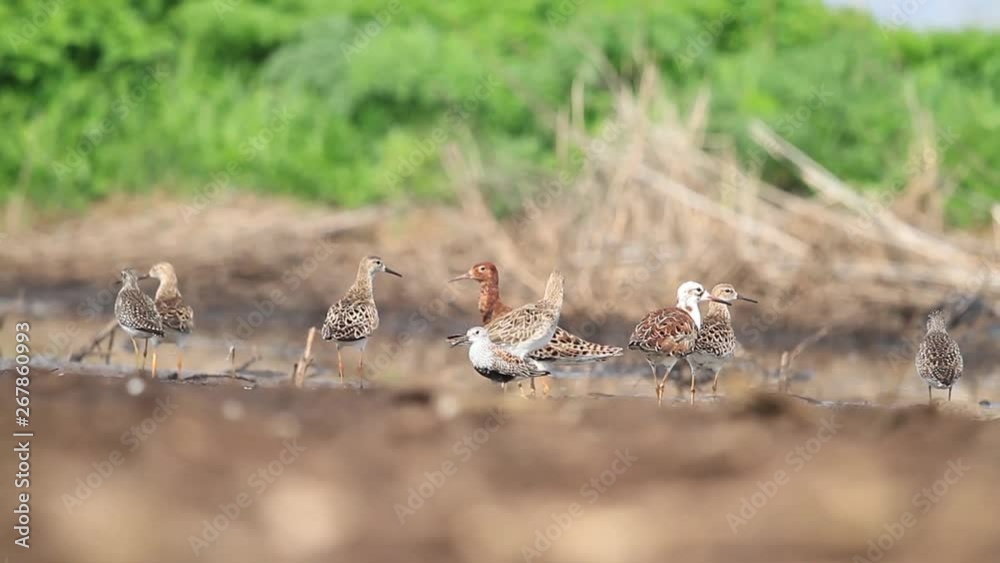 flock of different waders standing in the swamp