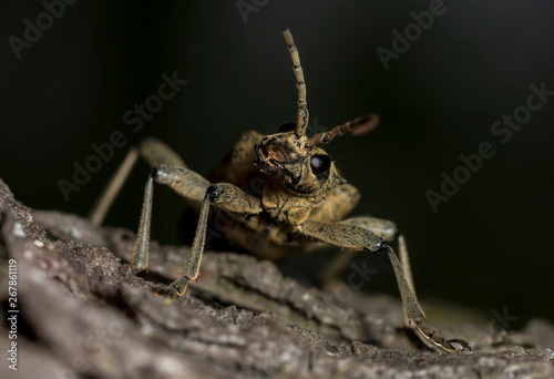 Longhorned Beetle on bark © Numbian