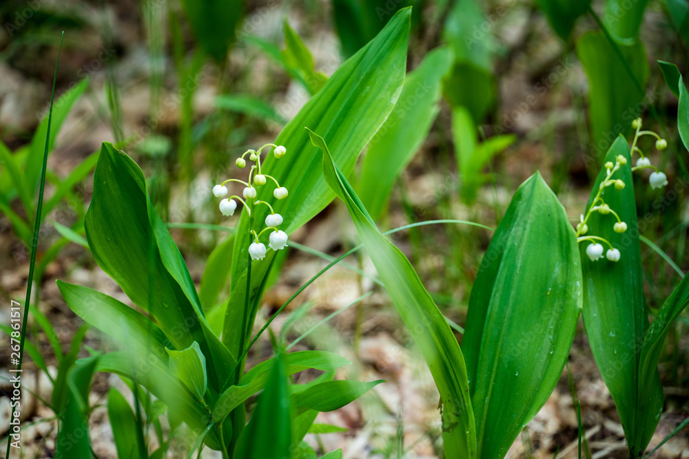Obraz premium Lily of the valley in the forest. Closeup of lily of the valley in the forest