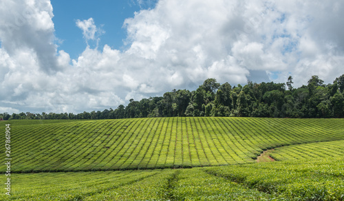 tea plantation in north queensland photo