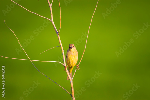 Nature and bird. Cute littie bird. Colorful nature background. photo