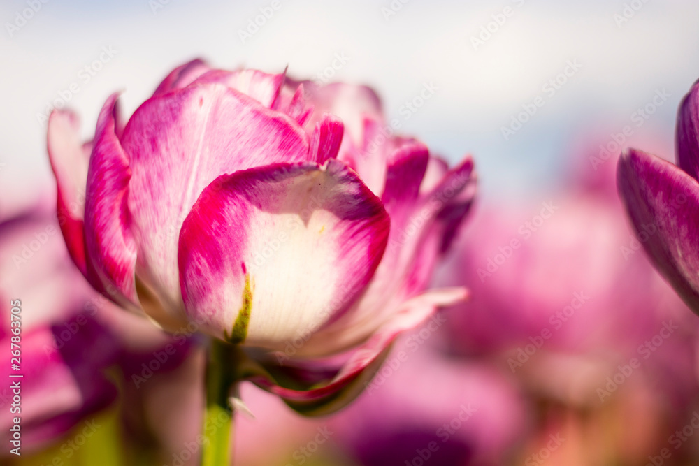 Pink and White Double Tulip with blurred background
