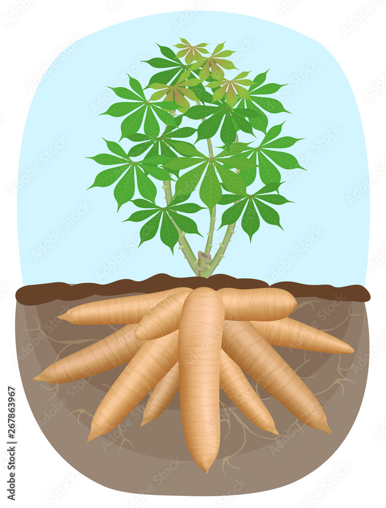 cassava tree plant, tapioca underground root, cassava rhizomes isolated on  white background, manioc cassava roots underground plants, cassava  plantation, tapioca for flour industry or ethanol industry Stock Vector |  Adobe Stock