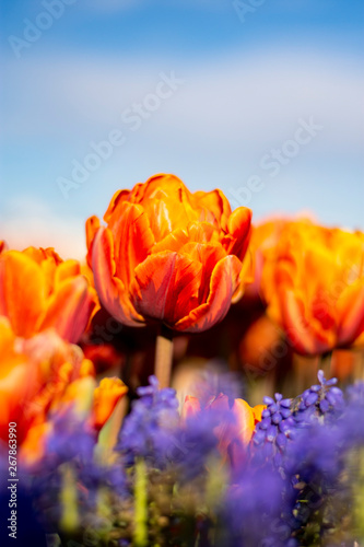Orange Double Tulip Flower with blurred background Vertical blue flowers in foreground 2